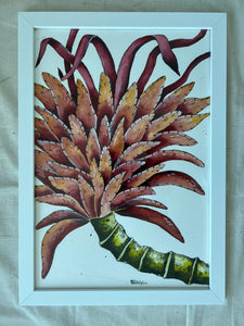 Bromelia Splendens (Splendid Bromeliad) 17x24